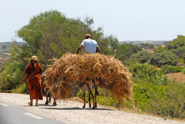 Mit Stroh bepackte Esel in Tunesien
