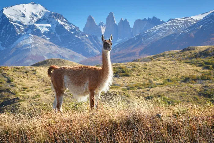 Guanako - chilenische Prärie - Patagonien